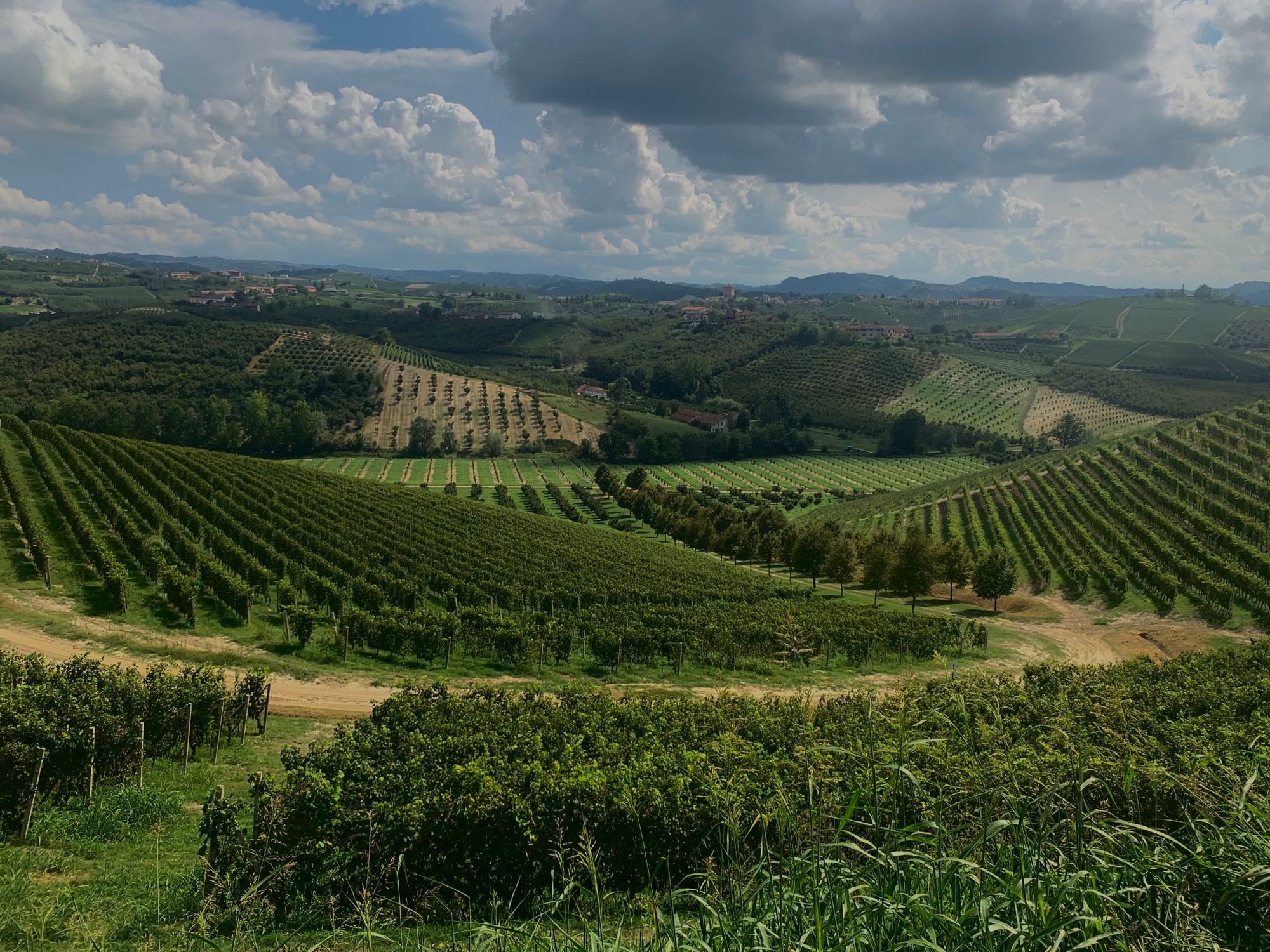 Colline di vigneti
